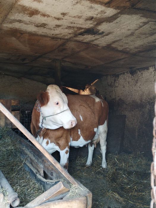 Vacă cu lapte de vănzare