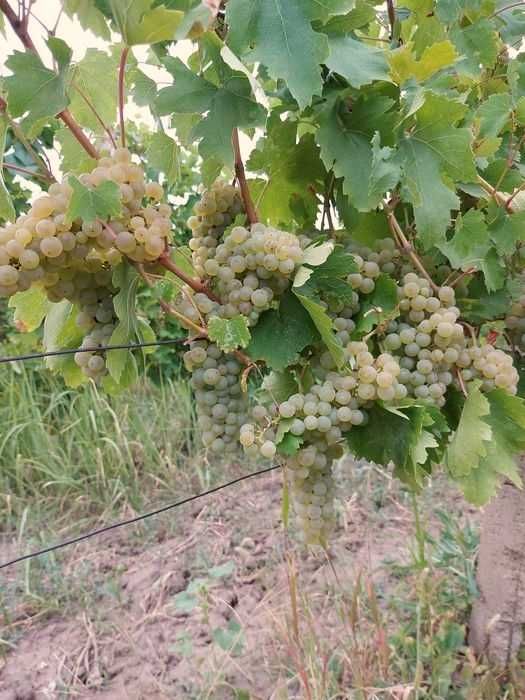 Struguri de vin pret de producator, soiuri albe/negre Feteasca Muscat Ottonel Riesling Aligote Merlot, asigurăm transport la domiciliu în jud. Brasov