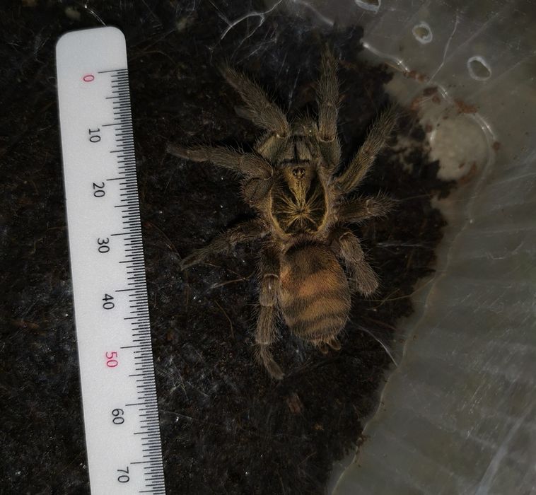 Паук птицеед Holothele incei Самка