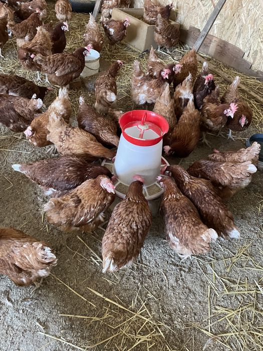 Găini rosii ouatoare Isa Brown, Valea Oilor-Podisu!