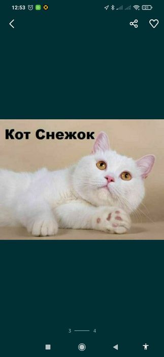 Вязка шикарных котов