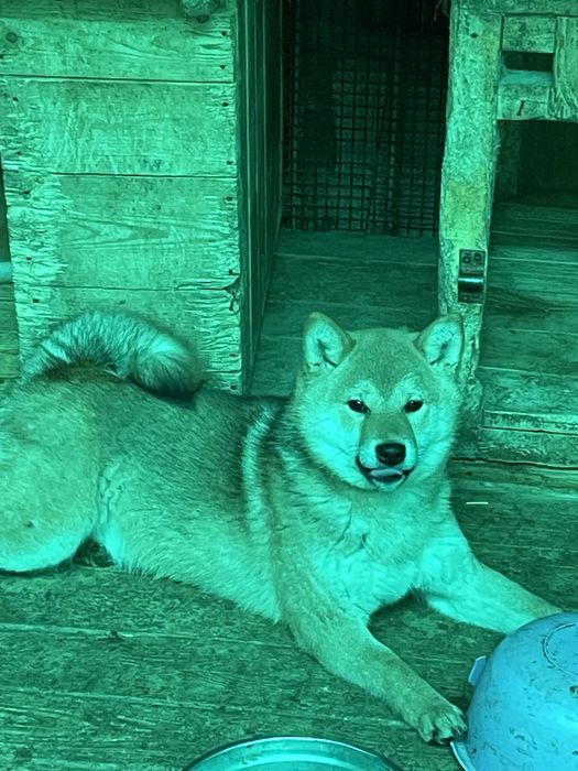 Японские сибы,щенки