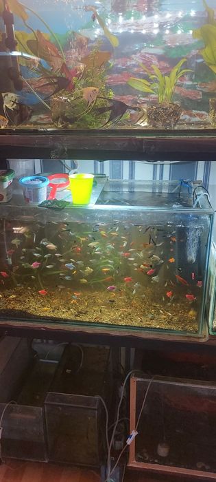 Молинезия. Растения Рыбки аквариумные.