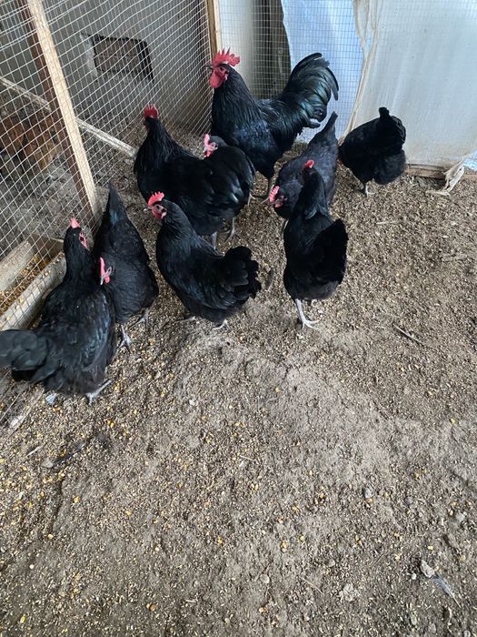 Руминский Австралоп