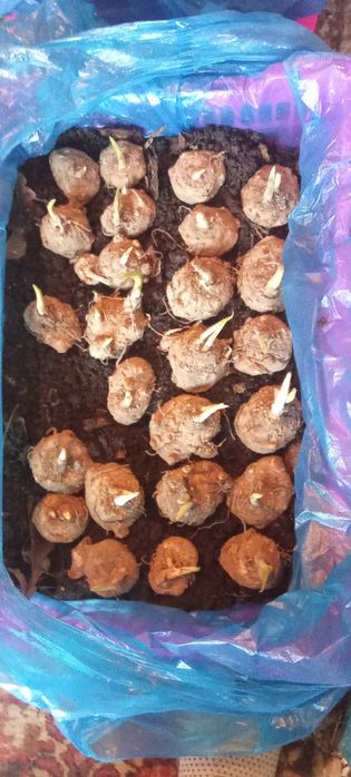 Продам КАЛЛЫ  сортовые