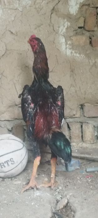 Dakan Xoʻroz sotiladi