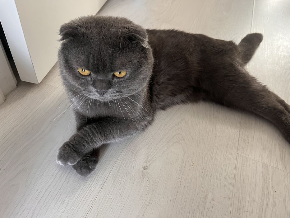 Отдам в хорошие руки шотландского кота