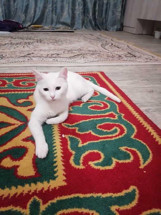 Тегін береміз ..