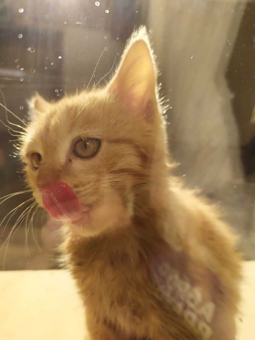 Кошка | Девочка Мия