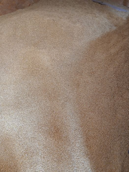 Orzoaică de primăvară mariola c1