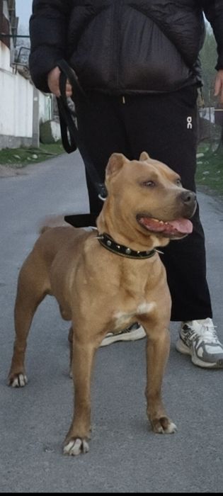 стаффорд ищет невесту