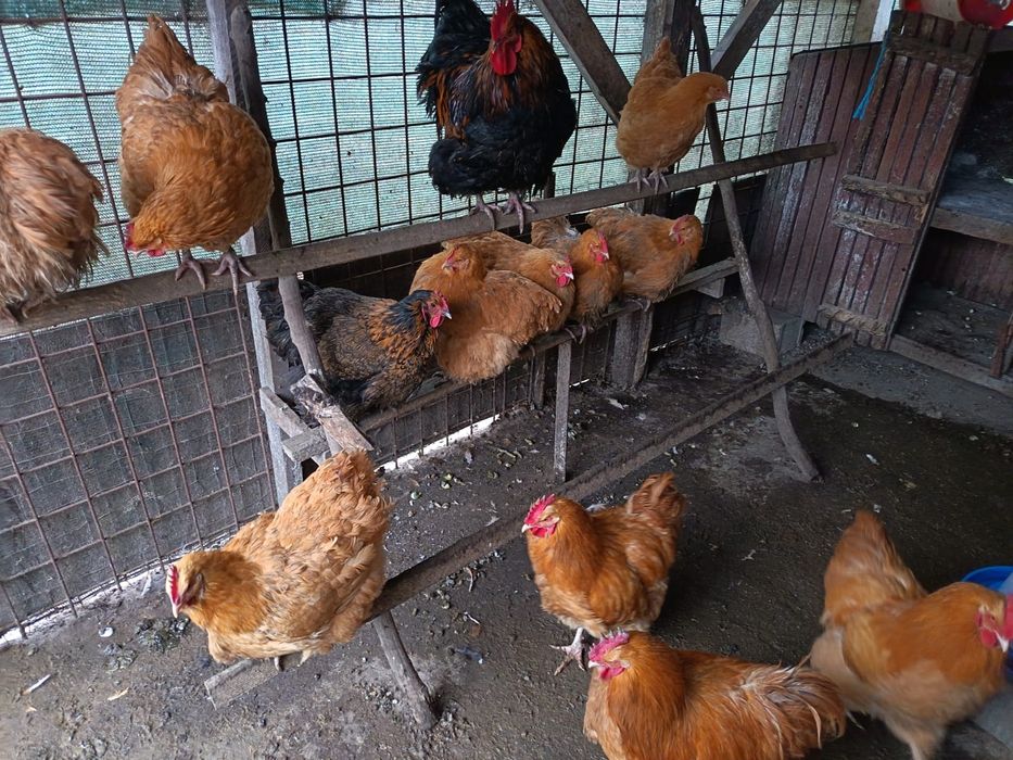 Vând gaini orpington galben