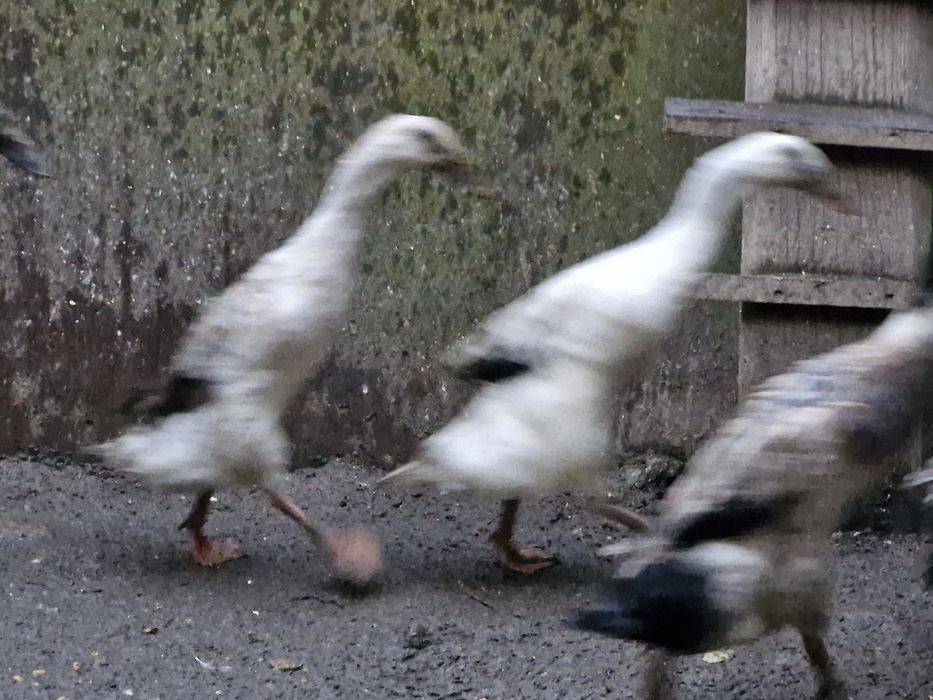 Rațe indiene  de vânzare