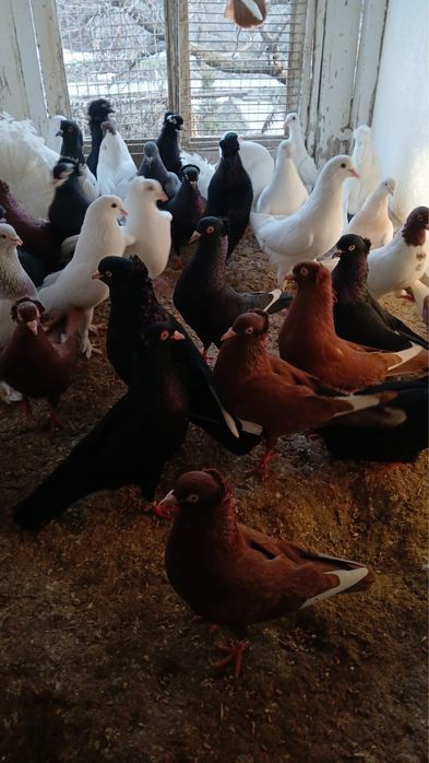 Продам голубей амереканцы