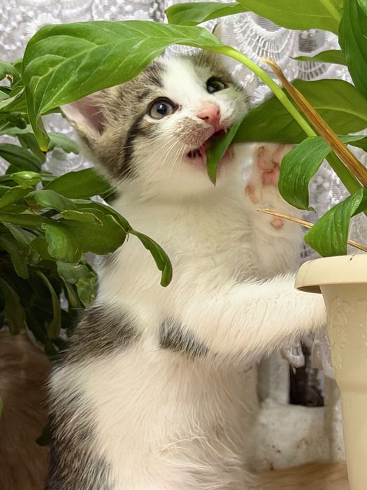 Продам домашнее кошки