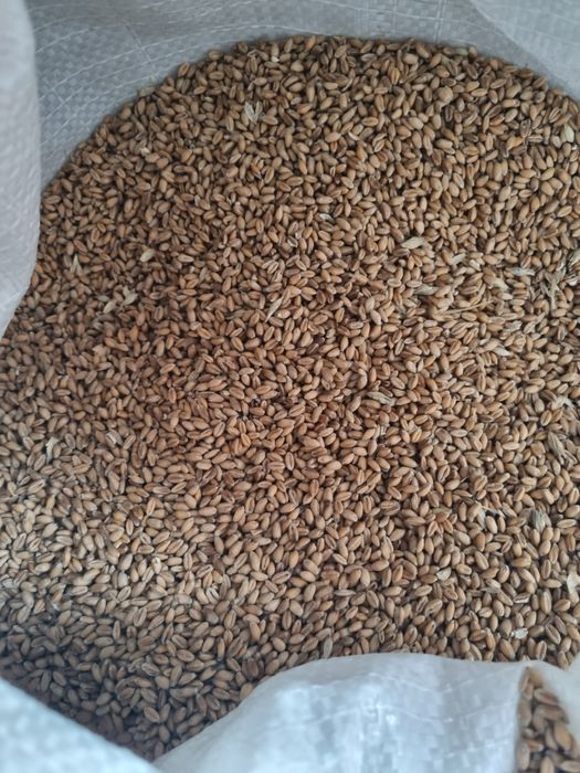 Grâu  Grâu  Grâu .