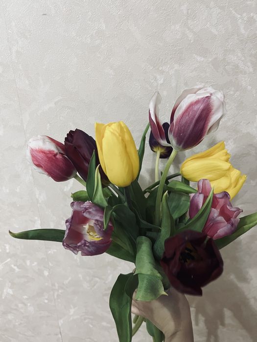 Продвм тюльпаны 2500