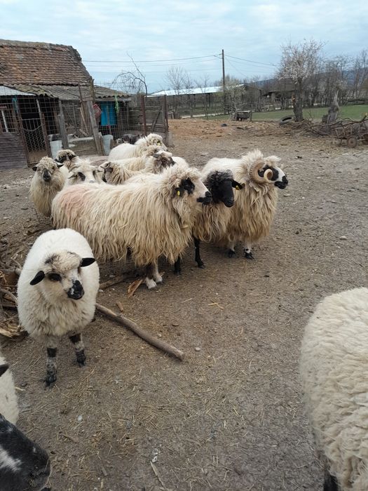 Vând cai și oi 12 bucati