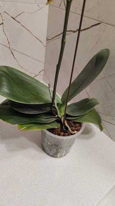 Орхидея фаленопсис Кимоно