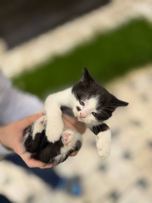 Отдам в добрые руки