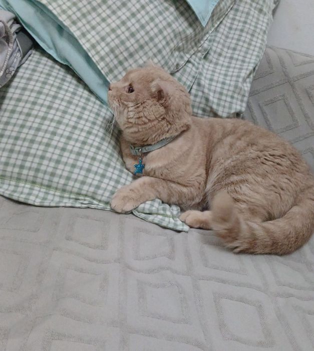 Кот стерилизованный