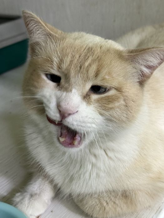 Кот Шурик ищет дом