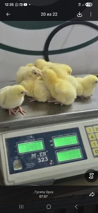 Цыплята броллеры кобб 500