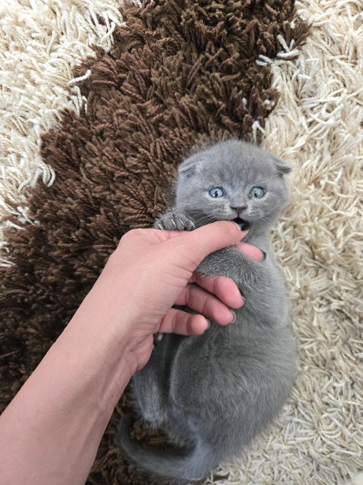 Сладко клепоухо мъжко коте
