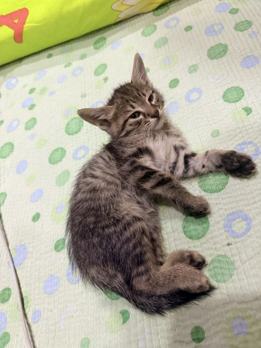 отдам котят даром