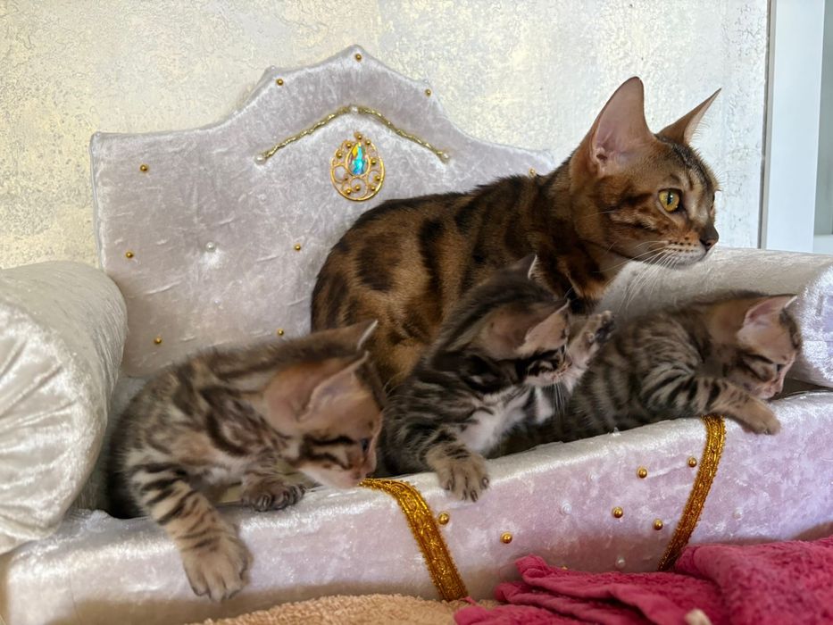 Котята бенгальской породы