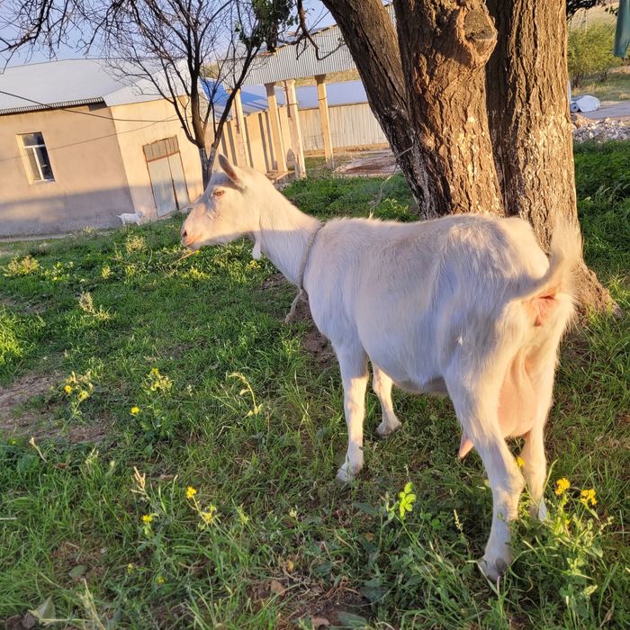 Заанен ешкі сатылады