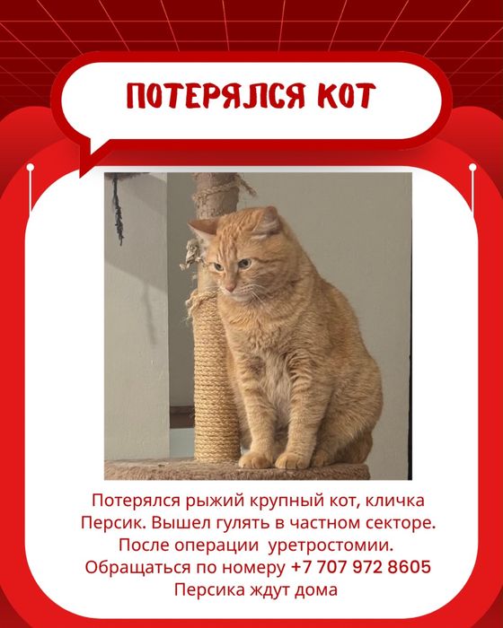 Потерялся кот. Район Кенесары-Янушкевича