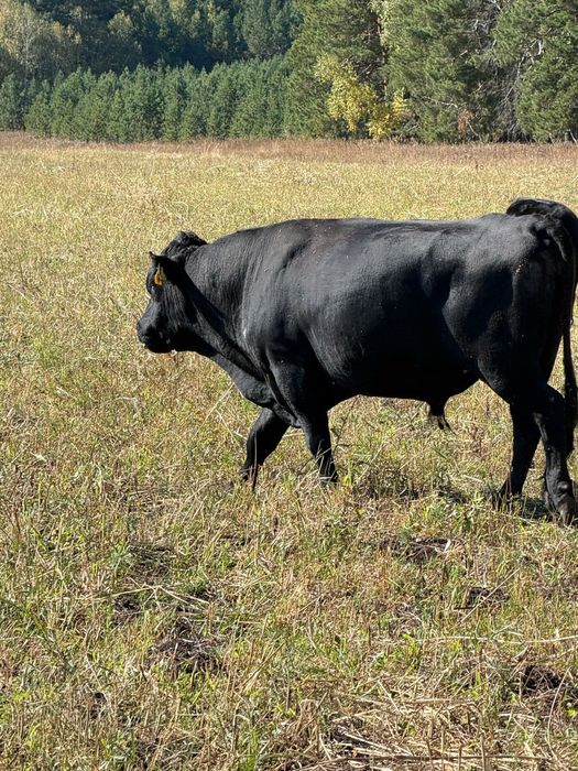 Продам бычка, Ангус 3 года