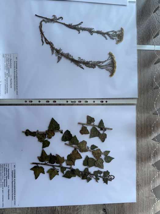 Хербарий за МУ - Пловдив