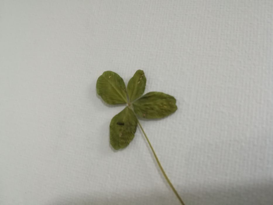 Cadou trifoi cu 4 foi  natural presat noroc