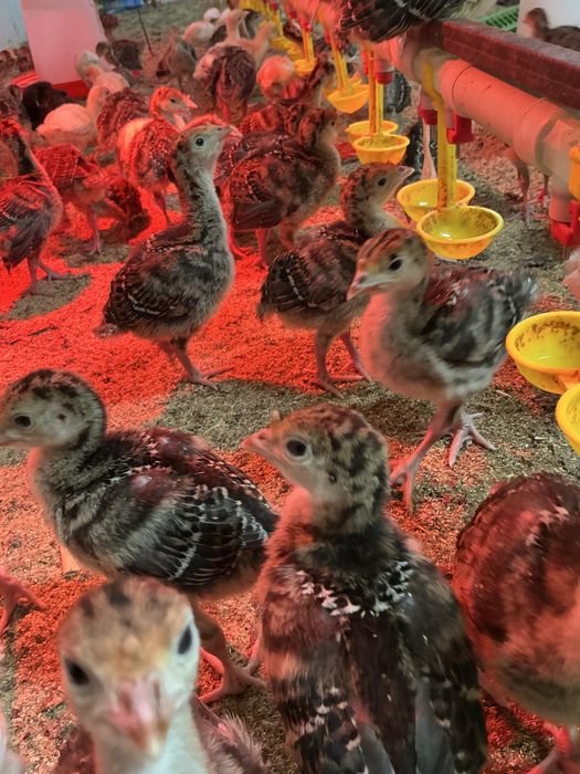 Бронза 708-Хайбрид тер