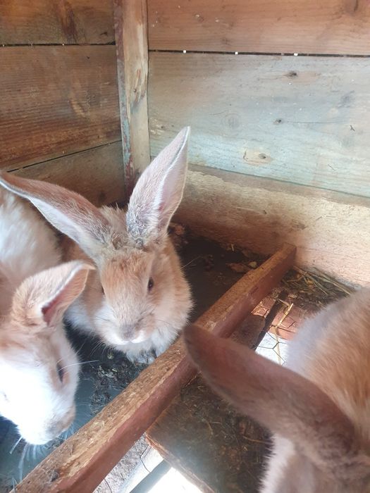 Iepurași de vânzare