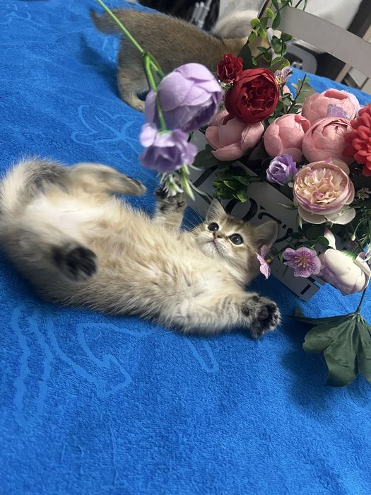 120$ Шотландская шиншилла