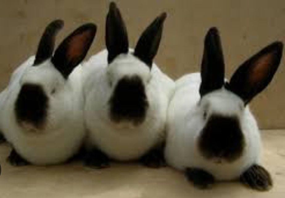 Продам калифорнийских кроликов