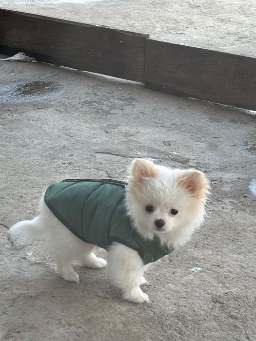 Мини шпиц померан