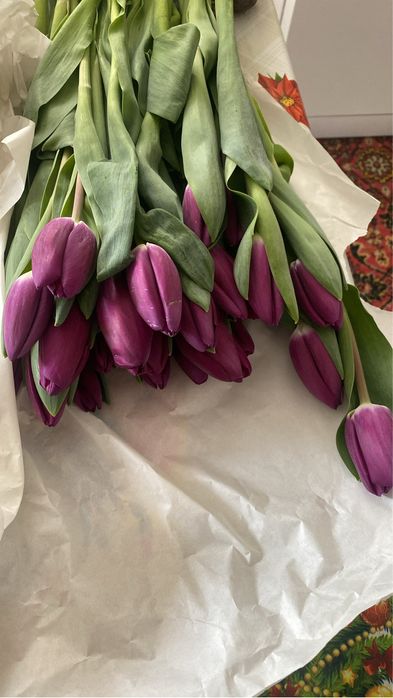 Луковицы голландских тюльпан