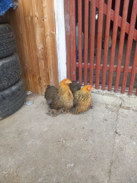 Vand gaini cochinchina  pitic gat auriu