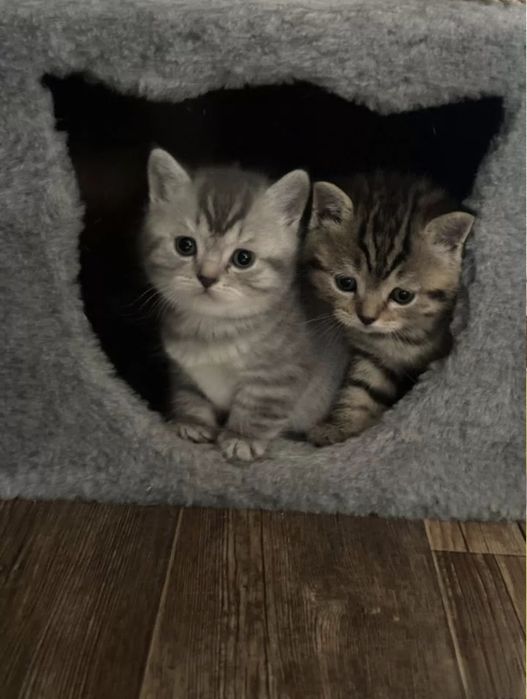 Британские котята