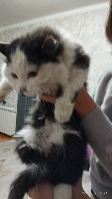 Котенок в хорошие руки