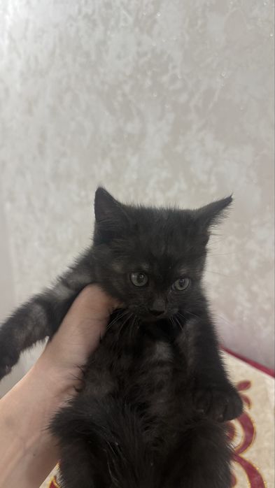 Котенок 3 месяца