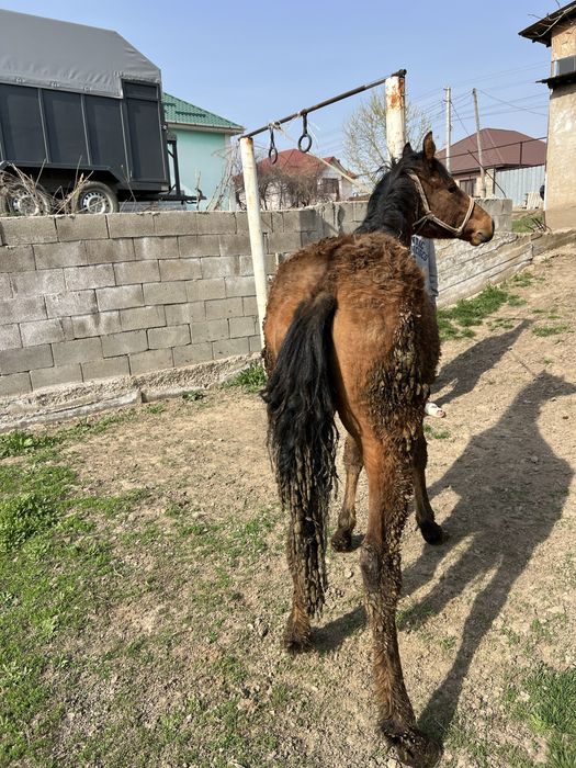 Семиз Еркек Тай Жеребят