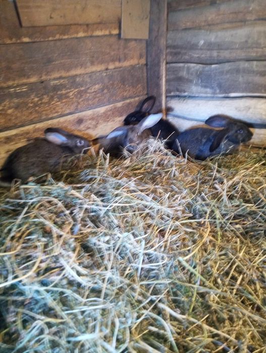 Vând iepuri sănătoși și bine îngrijiți .

- Iepuri de 5 luni – 120 lei/bucată
- Iepuri de 2,5 luni – 70 lei/bucată

Sunt crescuți în gospodărie, hrăn