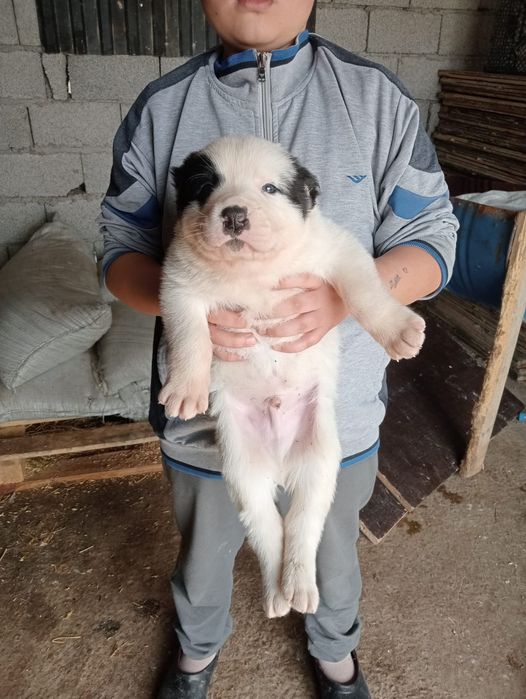 Таза қанды Алабай күшіктері.