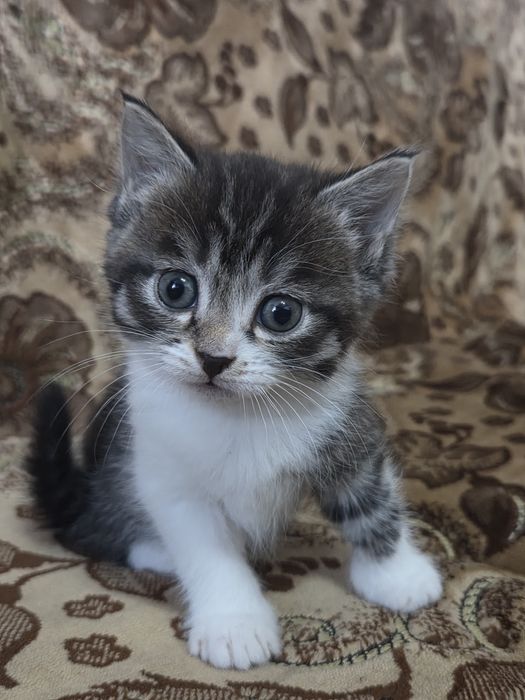 Отдам котят в хорошие руки!