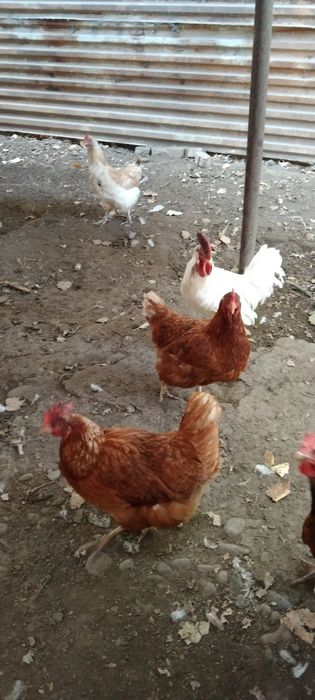 Продаются домашние куры и петух